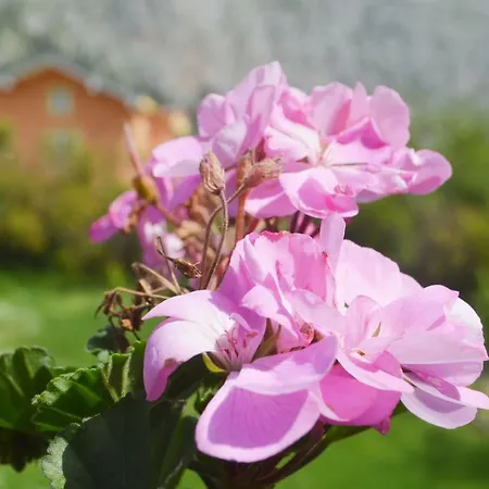 Basic Blagaj